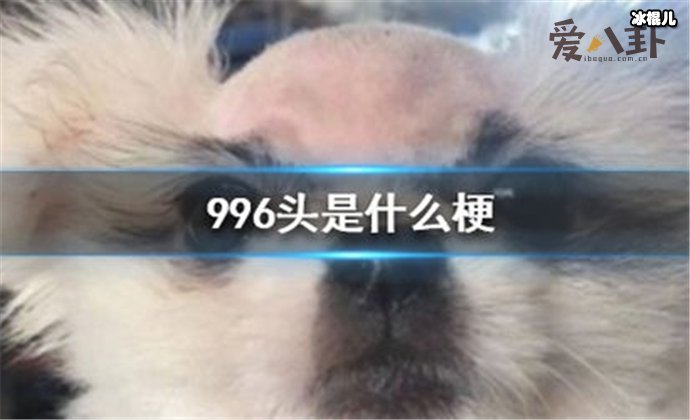 【QY球友会】996头是什么梗, 与985头是一个意思吗