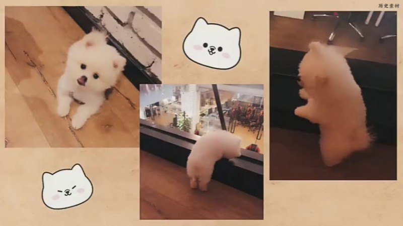 【QY球友会】EDG官宣队宠Nice“退役”:最可爱的宝贝正式启程前往下一站汪星