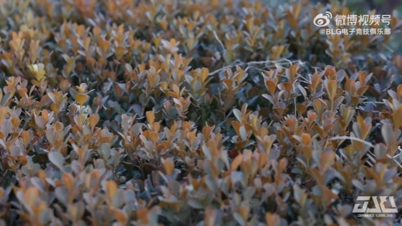 【QY球友会】BLG官方发布对阵JDG赛前视频：沉心深耕，稳中求进