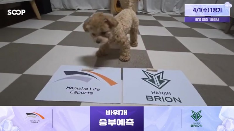 【QY球友会】蟹哥被煮了吗？！LCK赛前狗狗预测：HLE胜BRO T1胜KT