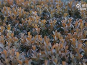 【QY球友会】BLG官方发布对阵JDG赛前视频:沉心深耕,稳中求进